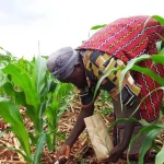 Farmer-fertiliser-insurance-750x430-1