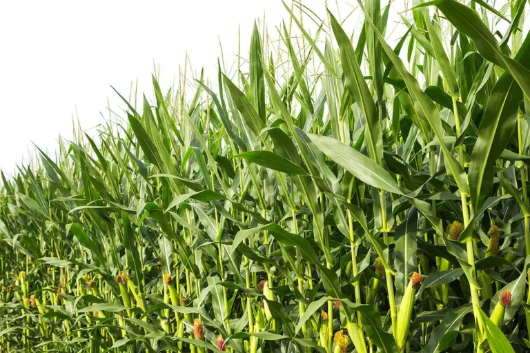 Maize-farmers