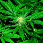 cannabis