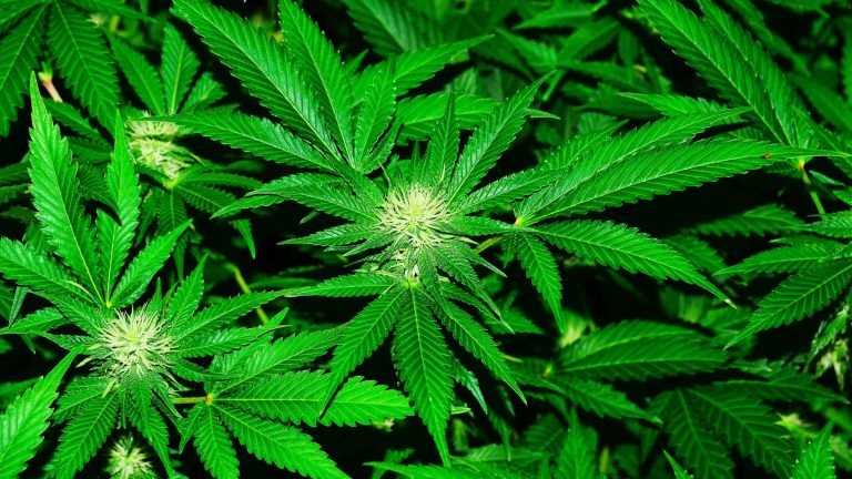 cannabis