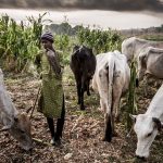 Herdsmen-1