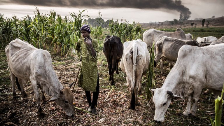 Herdsmen-1