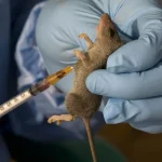 LASSA-FEVER-1