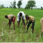 farmers