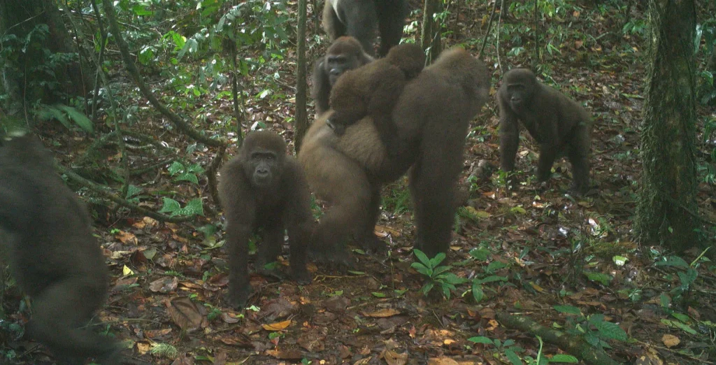 gorillas