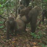 gorillas