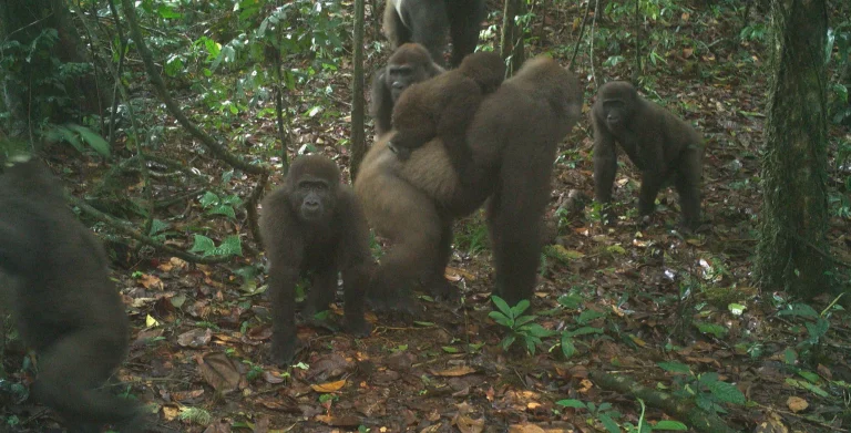 gorillas