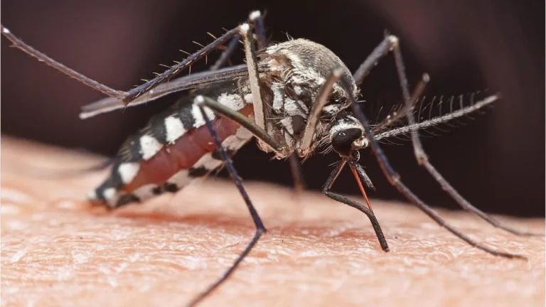 mosquito
